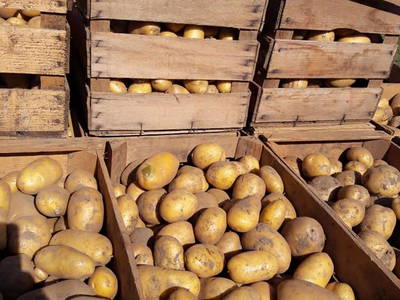 Bild 36 aus  Biobauernhof Mesneranderl