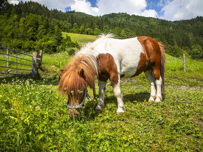 Bild 10 aus  Hinterhub