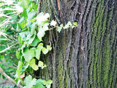 Bild 52 aus  Ferienhof-Weingut Erwin u. Ingrid Lunzer