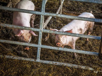 Bild 49 aus  Örgenbauer