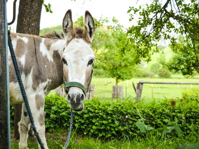 Bild 17 aus  Hof Keppel, der stromlose Urlaub