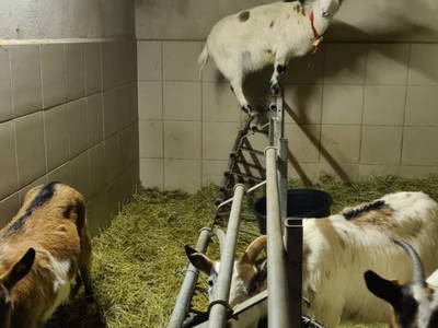 Bild 223 aus  Seewaldhof