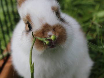 Bild 6 aus  Sigmundenhof