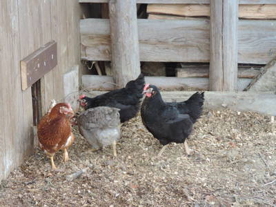 Bild 51 aus  Auf'm Reifnhof: Ihr Kreativhof am Simssee im Chiemgau