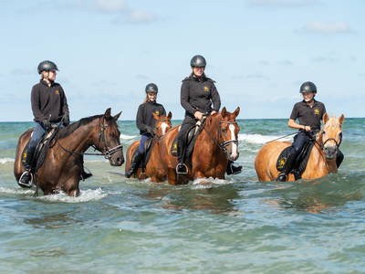 Bild 16 aus  Bernsteinreiter Hirschburg