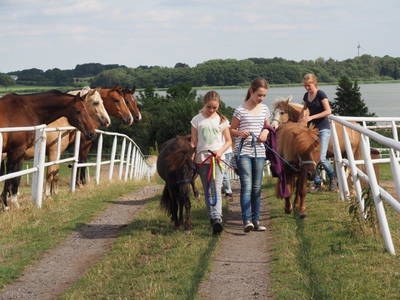 Bild 25 aus  Gestüt Hof am See