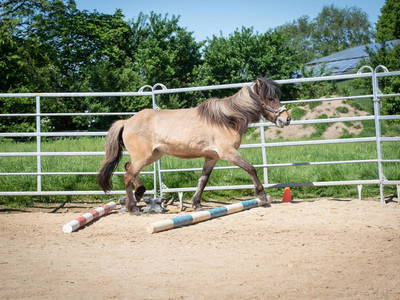 Bild 23 aus  LINDENHOF- BAUERNHOFURLAUB / OSTSEENÄHE