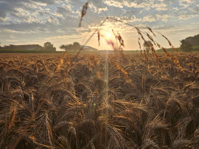 Bild 59 aus  Frankhof