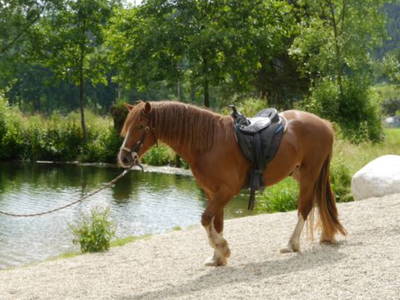 Bild 24 aus  Familienbauernhof Faß