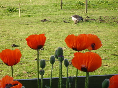 Bild 12 aus  Ferienhof Op de Warft