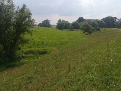 Elbdeich
