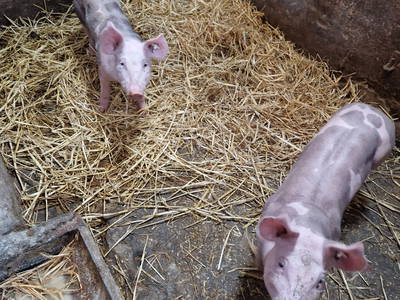 Bild 47 aus  Küstenhof Oldewurtel