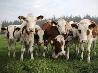 Bild 13 aus  Campinghof Dreisprung