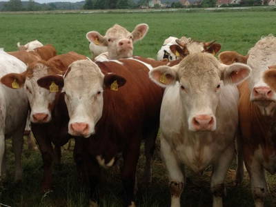 Bild 26 aus  Ferienhof Höffler/im Sternenpark Westhavelland