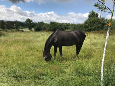 Bild 14 aus  Gutshof Wöbbel