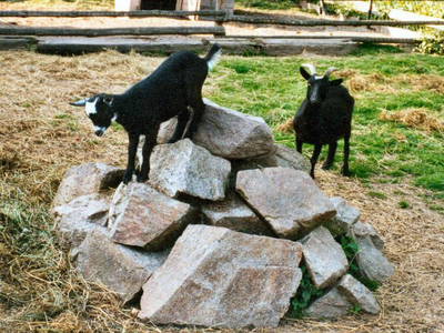 Bild 6 aus  Bauernhof Wujanz