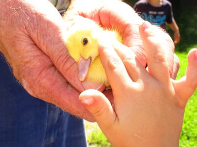 Bild 19 aus  Zaißlhäusl Hof inkl. Chiemgau-Karte ab 1.5.2026