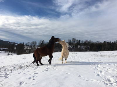 Bild 24 aus  Ferienhof Jakob, Rohrhof
