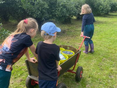 Blaubeeren pflücken