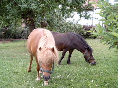 Bild 8 aus  Ferienhof Am Wunderberg