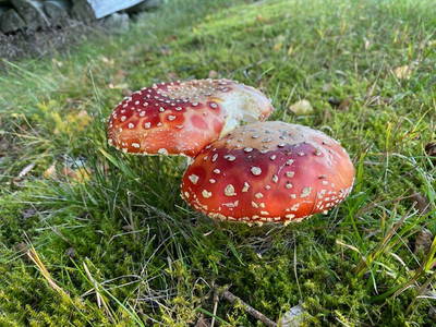 2 Männlein im Walde