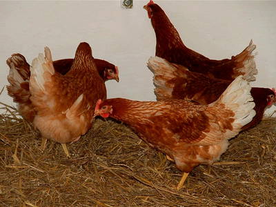 Bild 9 aus  Ferienhof Häckler