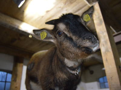 Frau Rottenmeier grüßt aus ihrem Stall