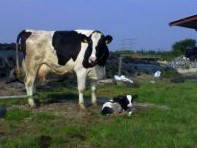 Bild 7 aus  Hof Petersen