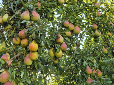 Bild 11 aus  Hanselhof 26