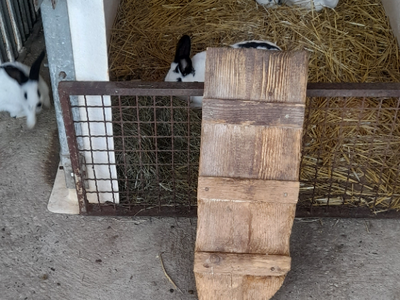 Bild 13 aus  Ferienhof Joas