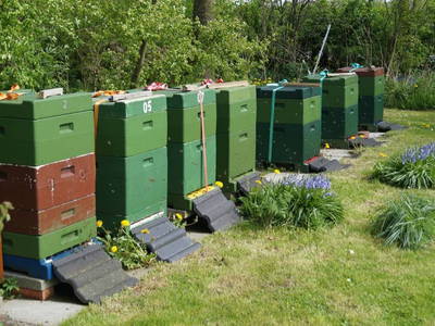Imkerei auf dem Westerhof