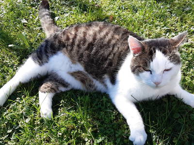 Bild 19 aus  Jodlhof Kochel am See