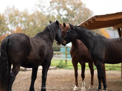 Bild 25 aus  Ferienhaus / Chalet auf dem Gestüt Lohhof mit Kinderreiten oder Pony Reiten