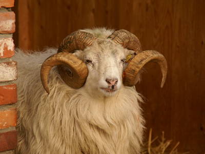 Bild 28 aus  Erlenhof im Oderbruch - Rund ums Schaf