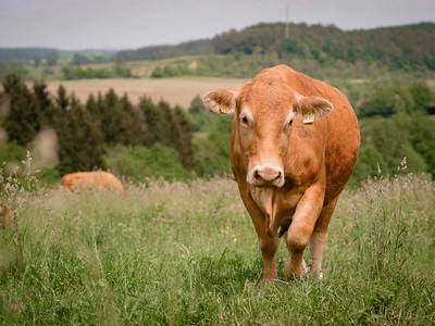 Bild 12 aus  Nengshof – Natururlaub in der Eifel