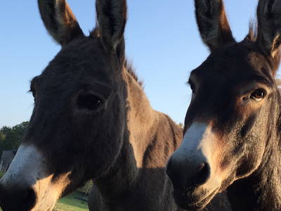 Bild 14 aus  Ferienhof Lorenzen