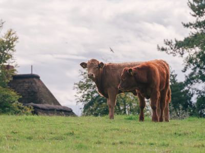 Bild 8 aus  "Reet" Landhaus Hartwig bei St. Peter-Ordings Sandstrand