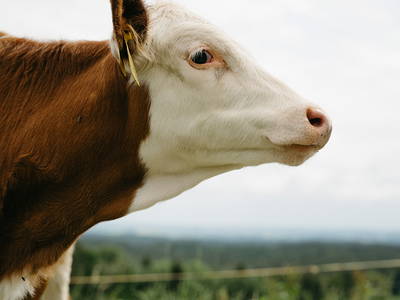 Bild 56 aus  LandSelection Bussjägerhof