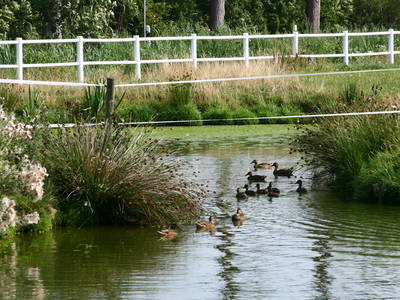 Bild 24 aus  Ferienhof Peter -  Ponys - streicheln, striegeln, füttern  -  Wattwanderungen + ganz viel Nordsee