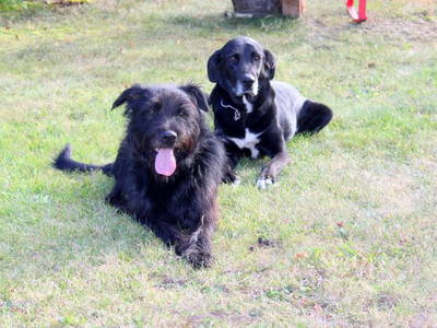 Bild 21 aus  Bauernhofurlaub auf Larbigs Art