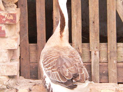 Bild 24 aus  Grenzer Ökohof