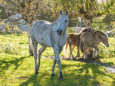 Bild 13 aus  Ferienhof Ostarle