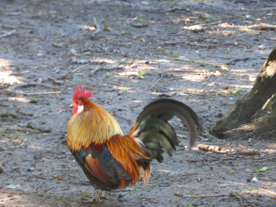 Bild 14 aus  Ferienhof Op de Warft