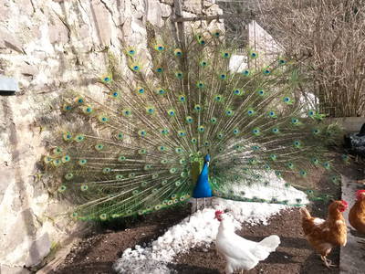 Bild 14 aus  Biobauernhof - Grotthof - Appartements und Chalet