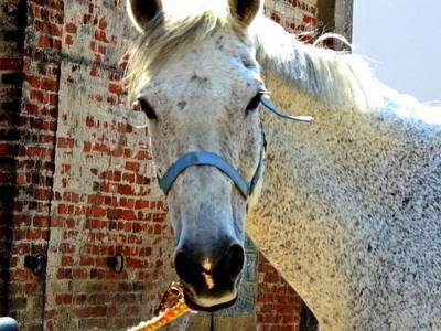 Bild 16 aus  Ferienhof Rauert