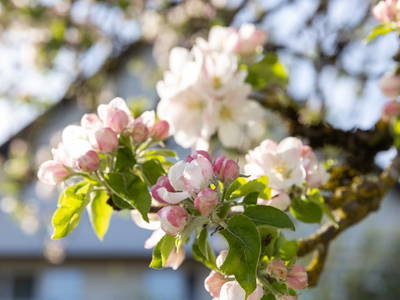 Bild 30 aus  Streuobst Chalets