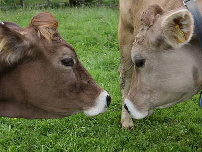 Bild 11 aus  Biohof-Rechenmacher GbR