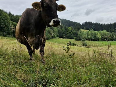 Bild 12 aus  Bergbauernhof Aichele