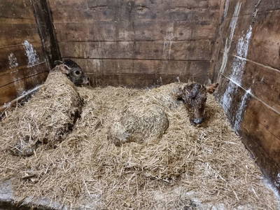 Bild 93 aus  Alfaierhof & Bergheimat