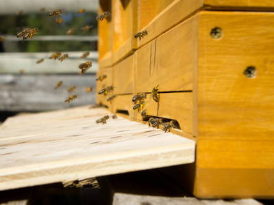 Bild 21 aus  Biobauernhof Mesneranderl